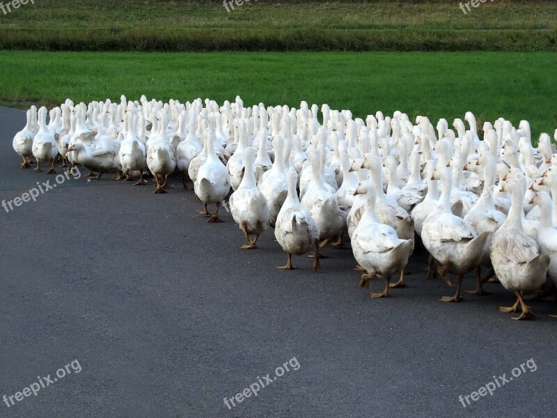 Animals Geese Single File Poultry Free Range