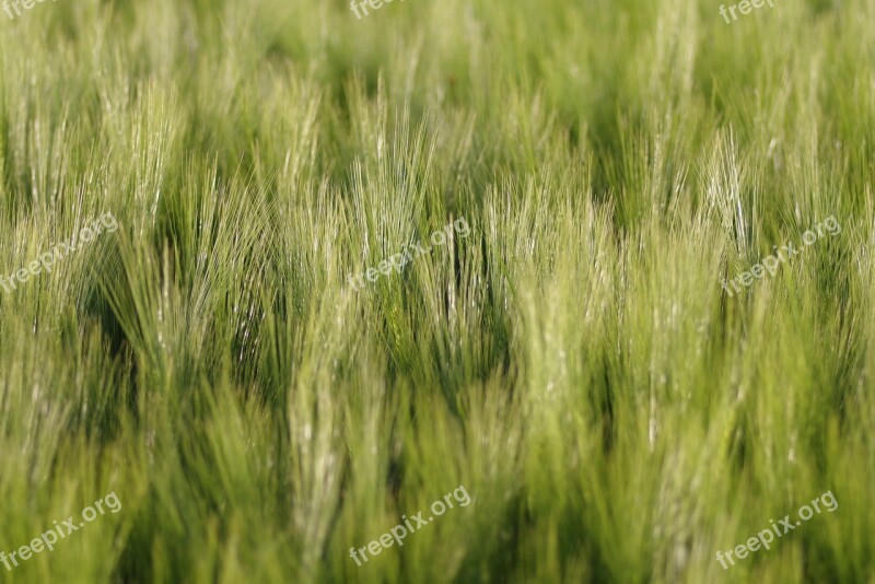 Corn Field Ears The Background Green