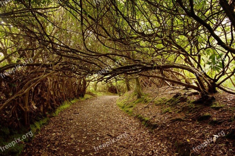 Forest Woods Woodland Trail Path