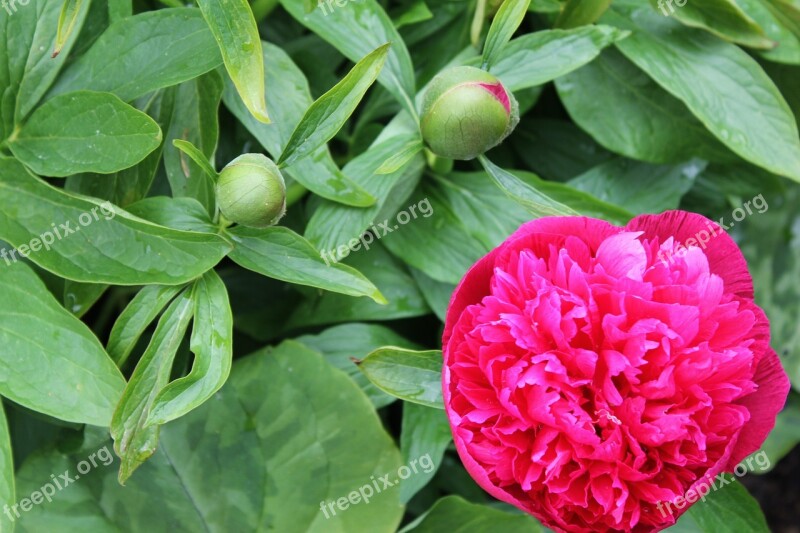 Peony Flower Plant Floral Nature