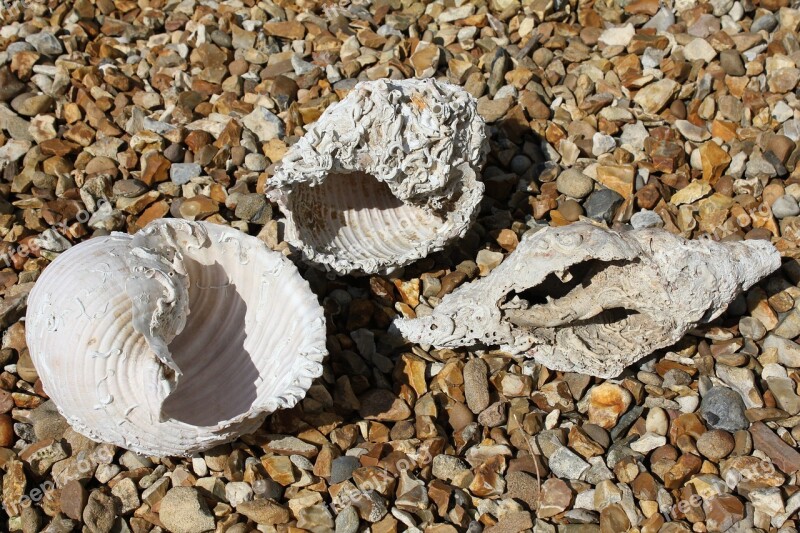 Large Sea Shells Marine Conchology Ocean Beach