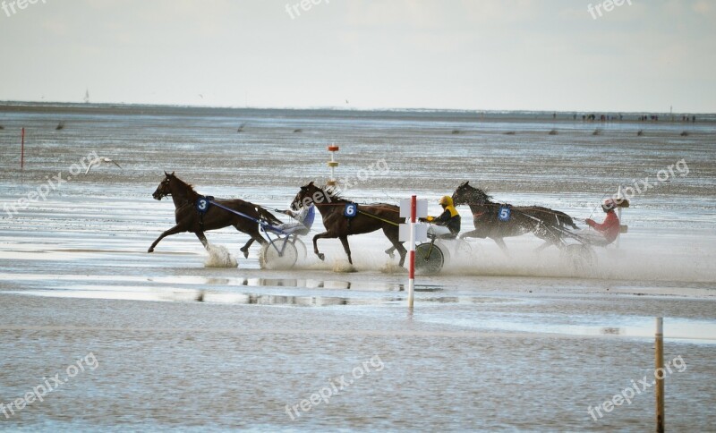 Horses Watts Race North Sea Duhnen Sea