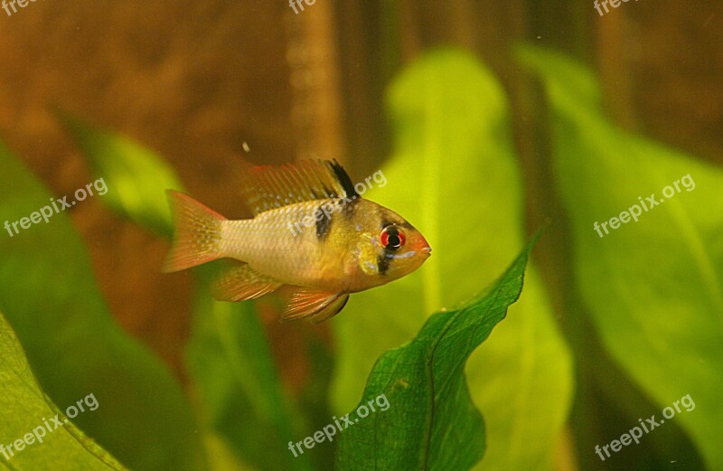 Fish Aquarium Cichlid Tropicale Animals