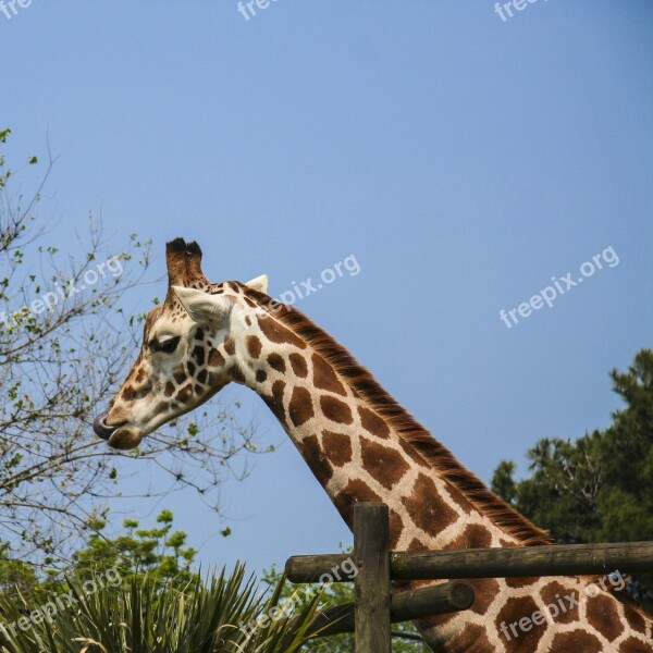 Giraffe Language Zoo Neck Africa