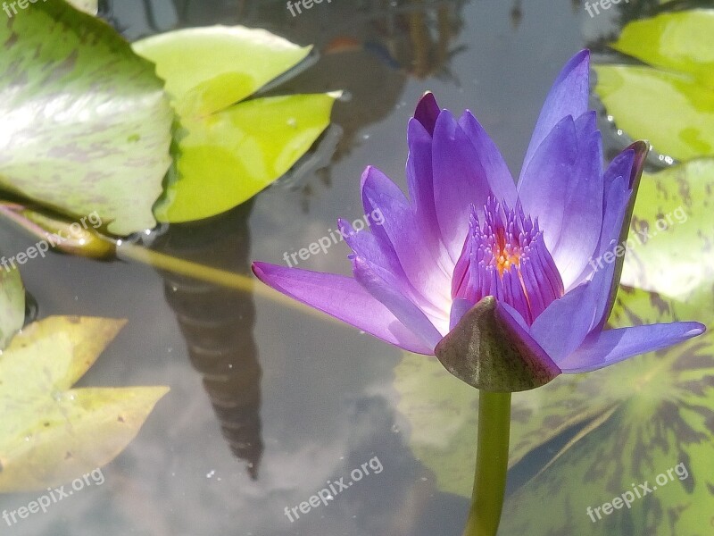 Lotus Purple Lotus Refreshing Lotus Leaf Water