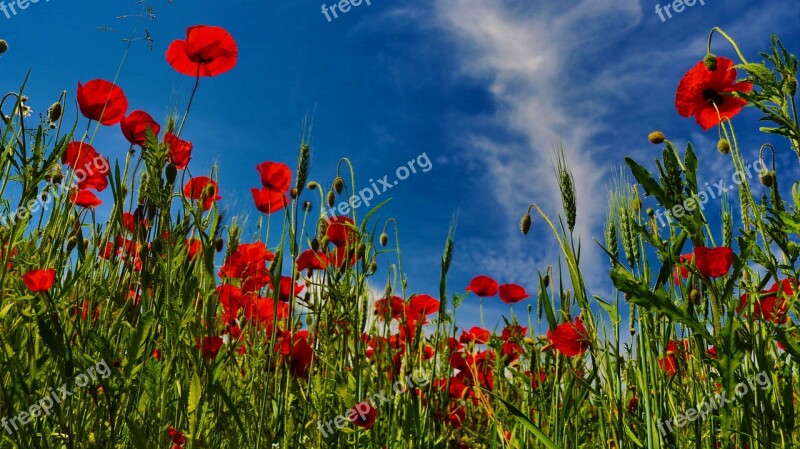 Spring Poppy Mohngewaechs Colorful Green