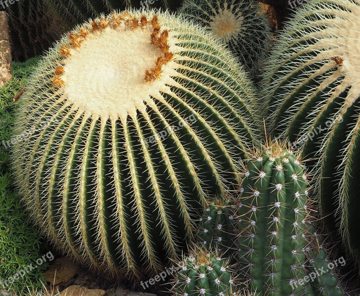 Cactus Plant Green Spur Nature