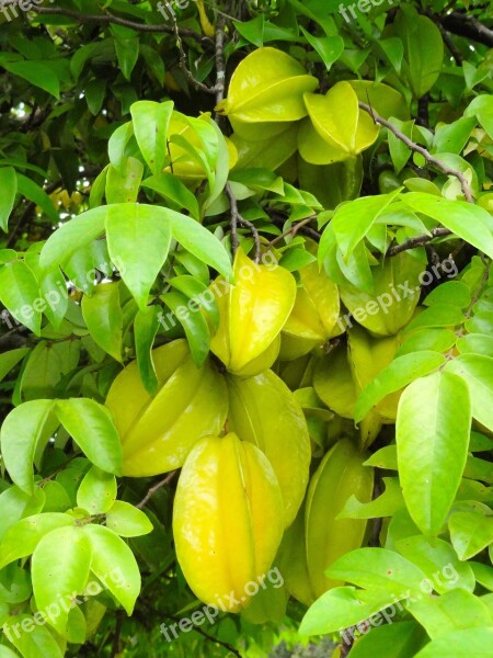 Carambola Fruit Chacara Free Photos