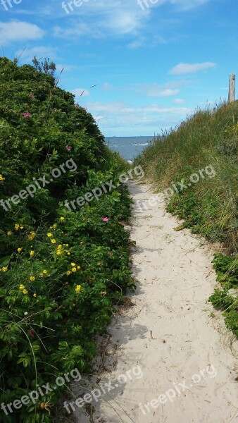 Wangerooge Dunes Loneliness Sea Buckthorn Beach