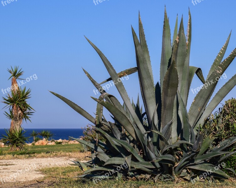 Aloe Vera Plant Green Nature Leaf