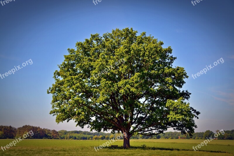 Tree Oak Nature Green Old Oak