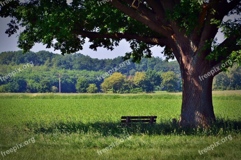 Tree Oak Park Bench Rest Shadow