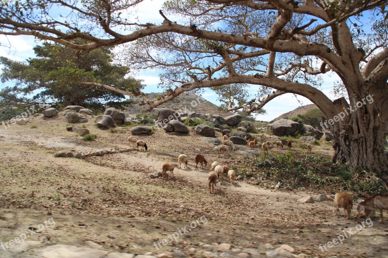 Africa Eritrea African Landscape Plateau Animals