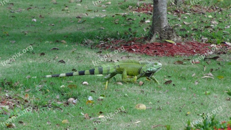 Iguana Animal Reptile Green Fauna