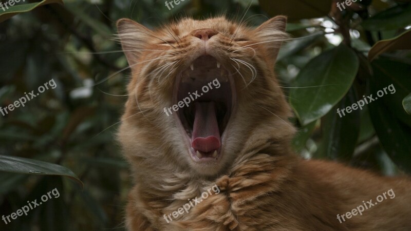 Cat Yawn Funny Animal White