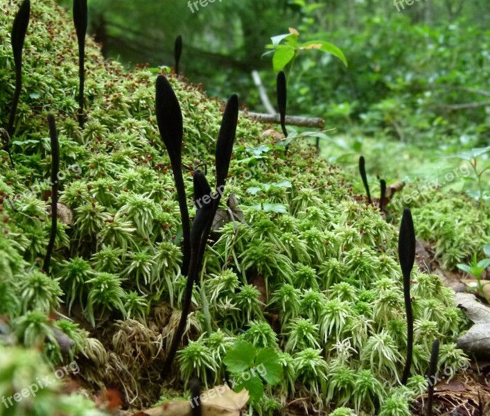 Black Club Fungus Trichoglossum Hirsutum Mushroom Spaghnum Club