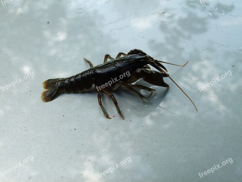 Cambarus Bartonii Crayfish Appalachian Brook Crayfish Crawfish Stream