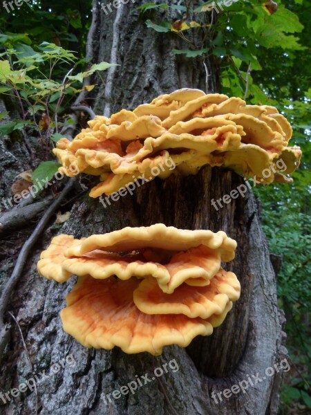 Sulphur Mushroom Sulphur Shelf Mushroom Sulphur Fungi Sulphureus