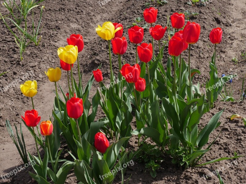 Red Tulips Yellow Tulips Garden Flowers Flower Bed Bloom