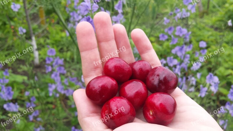 Cherry Berry Spring Summer Garden