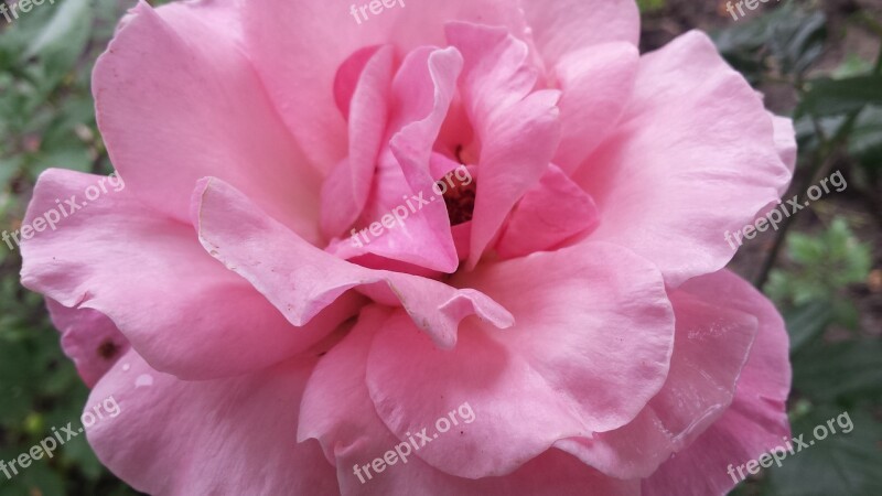 Rose Flower Pink Rose Queen Of Flowers Spring