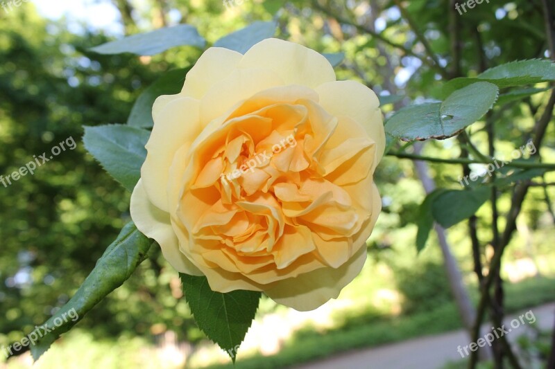 Flower Plant Yellow Flower Yellow Blossom