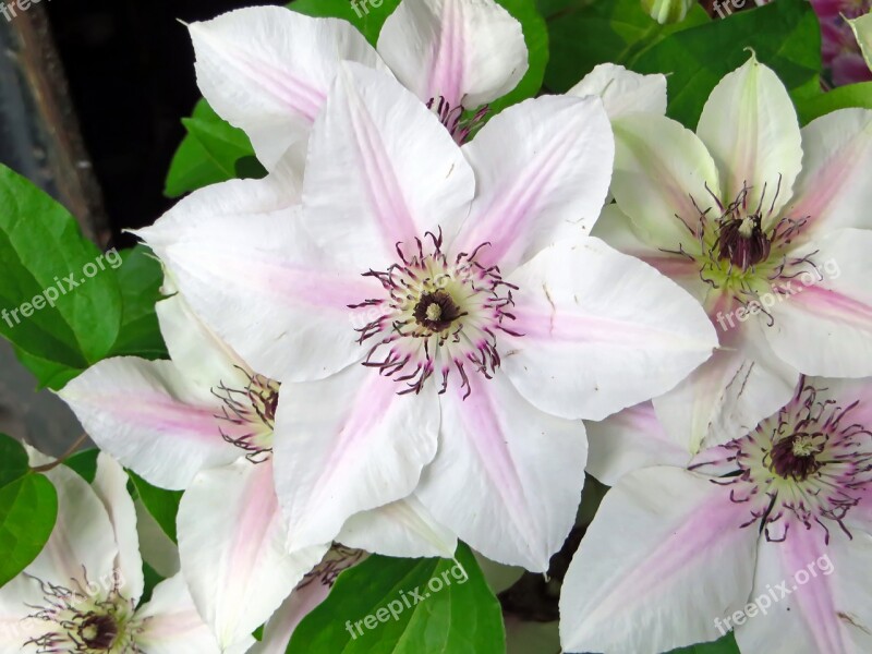 Clematis Renonculacée White Flower Climbing Annual