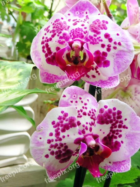 Phanaelopsis Orchid Butterfly Orchid Pink Flower Exotic