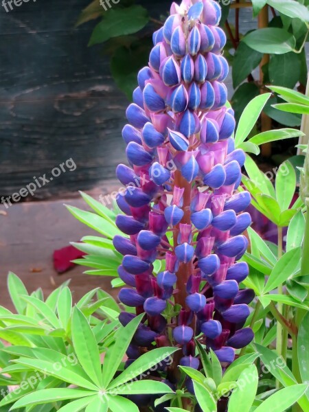 Lupine Lupinus Blue Flower Legume Power