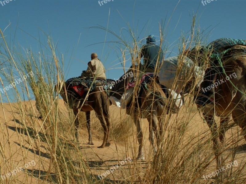 Dromedary Desert Camel Africa Caravan