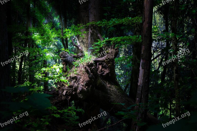 Forest Log Nature Trees Sunlight