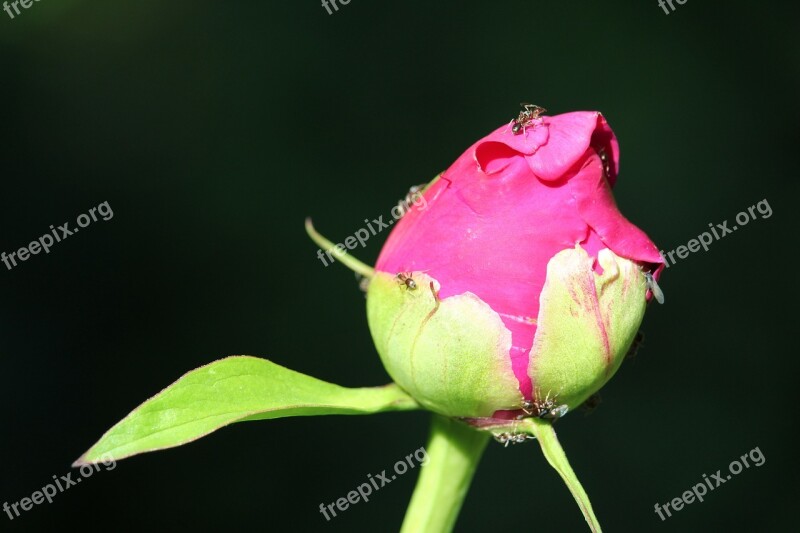 Flower Ant Blossom Bloom Insect