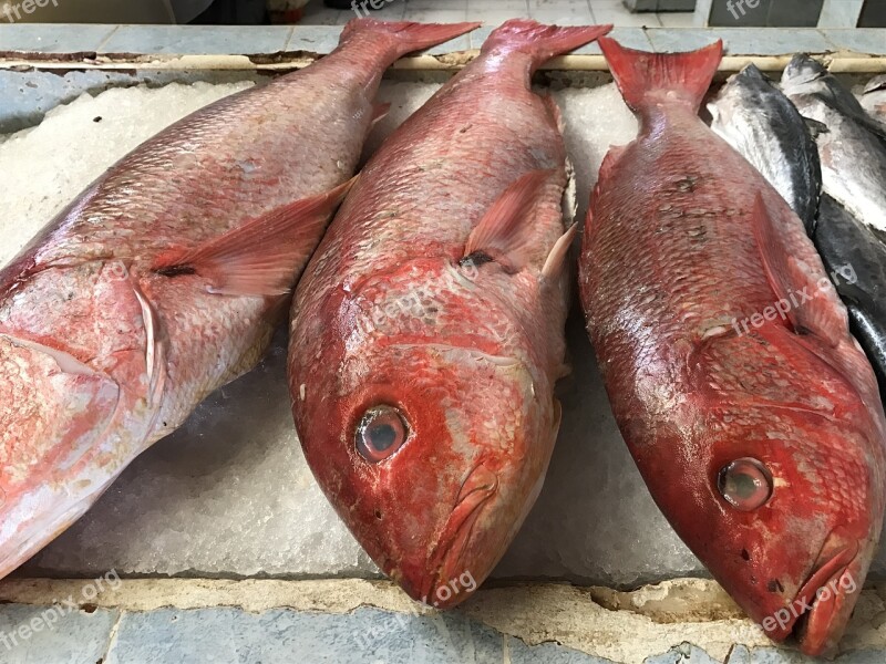 Fish Red Fish Fresh Fish Seafood Colorful