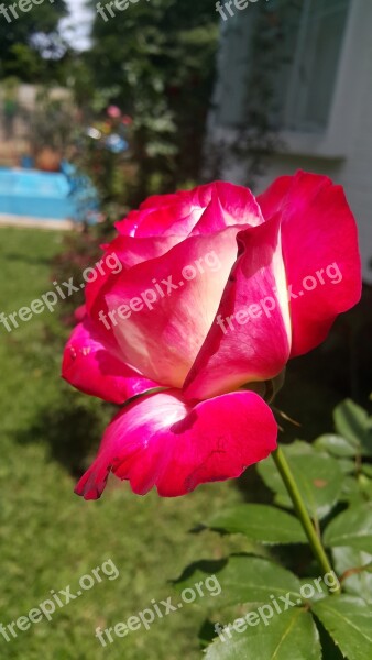 Double Delight Flower Rose Free Photos