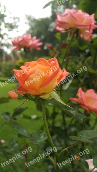 Rose Zimbabwe Garden Free Photos