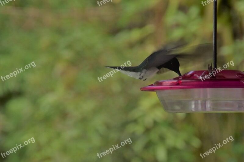 Humming Bird Green Bokeh Bird Nature