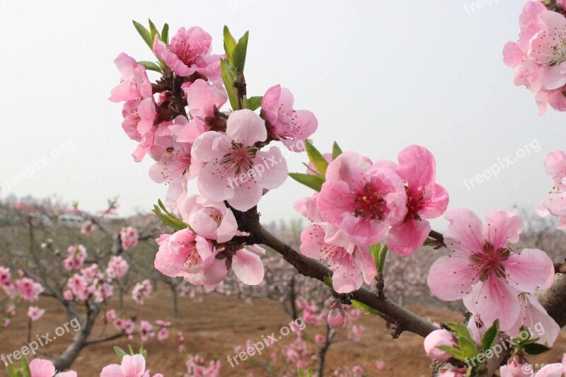 Cherry Blossom The Real Sakura Cherry Blossom Avenue Free Photos