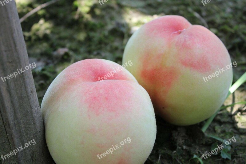 Peach Fruit Fresh Fresh Peaches Free Photos