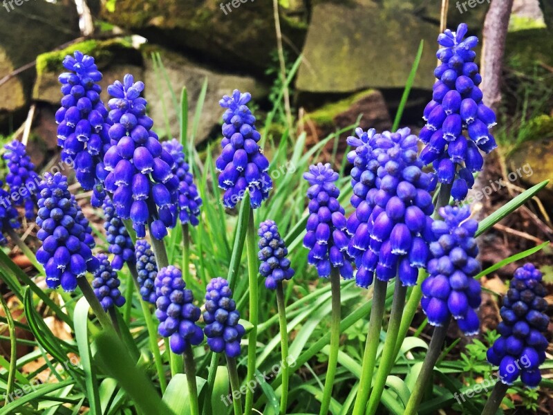 Plants Flowers Bluebells Blue Spring