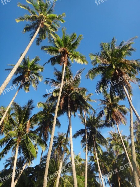 Horse Island Coconut Trees Woods Free Photos