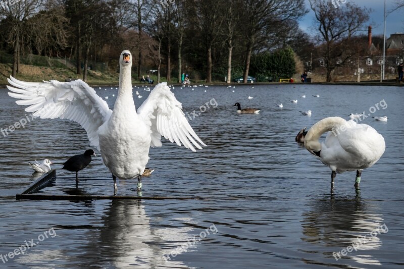 Swans Pond Lake Stretching Wing