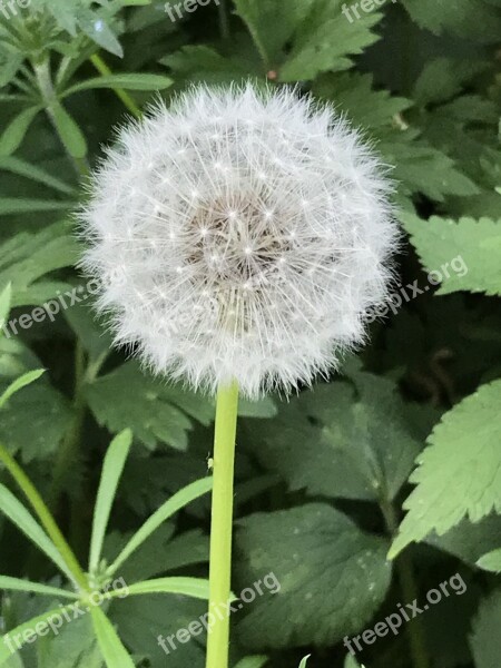 Dandelion Wishes Spring Nature Flower