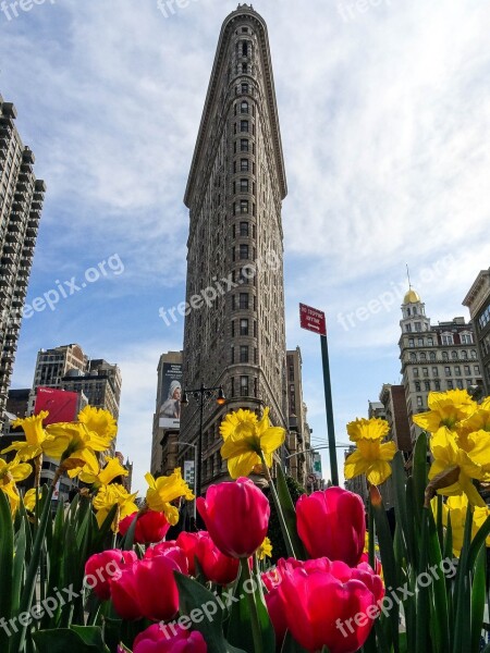 Flatiron Tulip City Flower Architecture