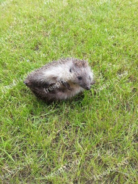 Hedgehog Roll Turn Nature Grass