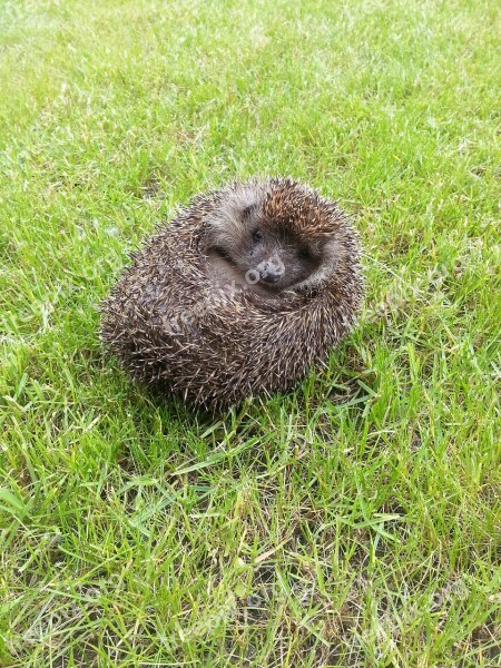 Third Showing A Hedgehog Cute Prickly Animal Nature Free Photos