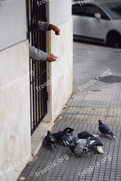 Pigeons Birds Elderly Freedom Free Photos