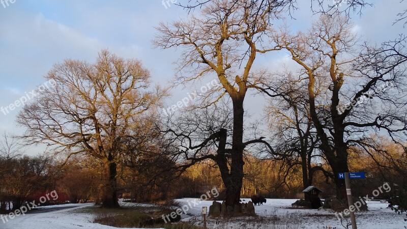 Nature Trees Landscape Old Trees Winter Trees