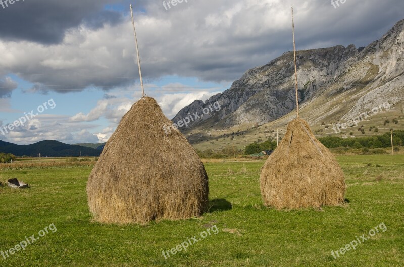 Sheaves Hay Campaign Collected Ramet