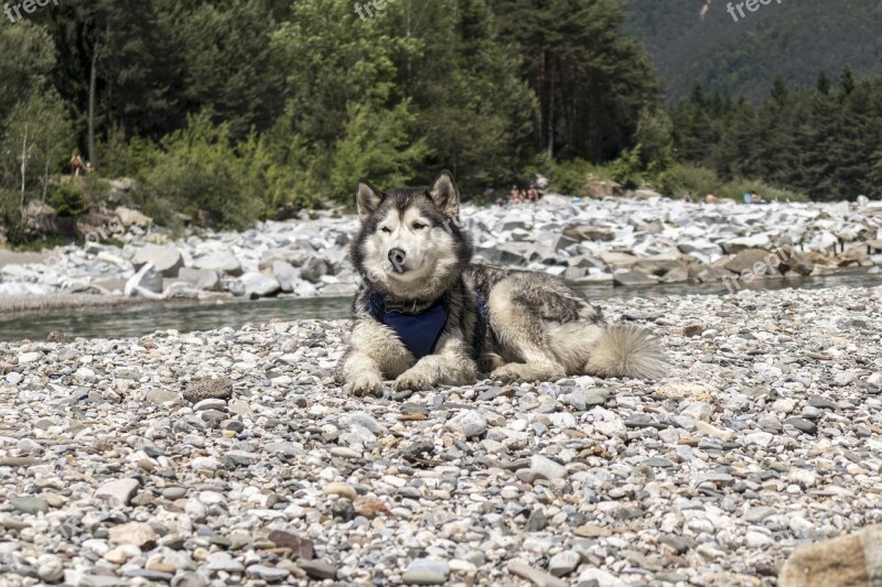 Husky Pet Animal Dog Animal Portrait