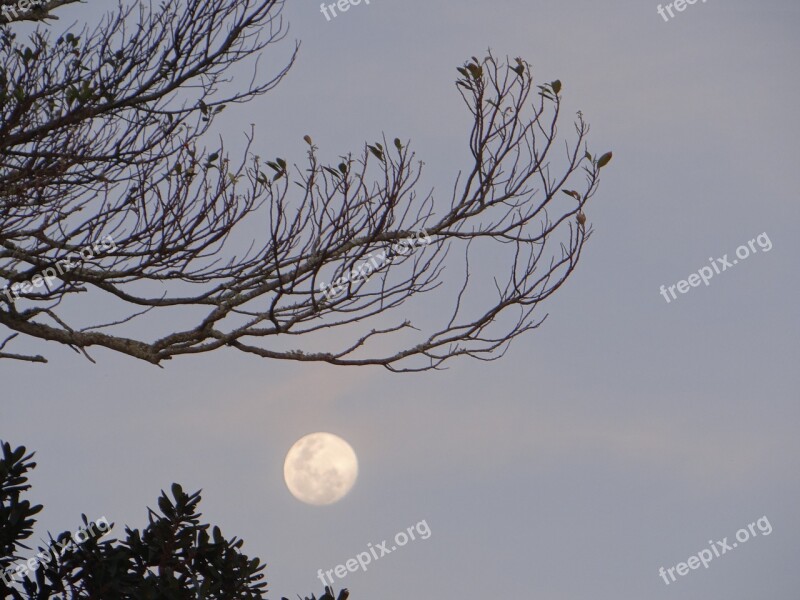 Moonlight Moon Tree Celeste Night